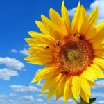 sunflower, bees, blue sky-2656285.jpg